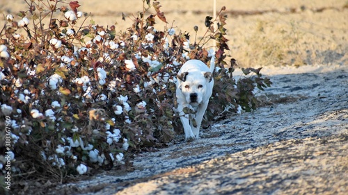 Perro blanco photo