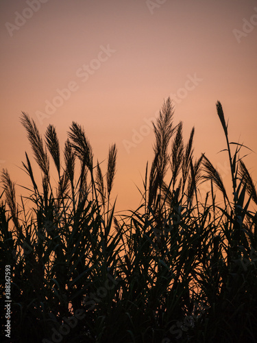 Silhouettes of grass panicles on the background of sunset