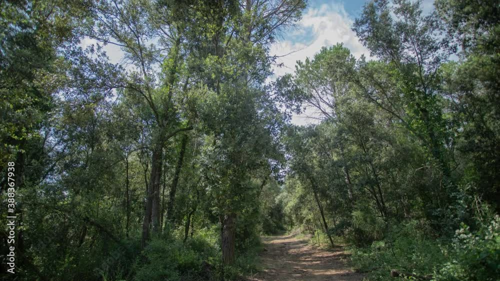 Timelapse video of trees and rural track, Garrotxa, Girona, Spain Timelapse video of trees and rural track, Garrotxa, Girona, Spain
