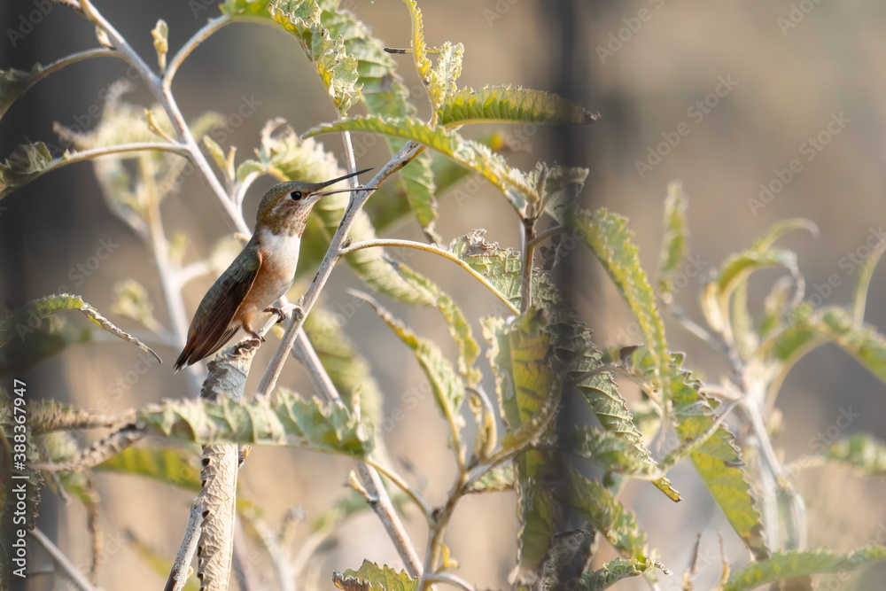 One young female Rufous hummingbird perched in a background of foliage One young female Rufous hummingbird perched in a background of foliage