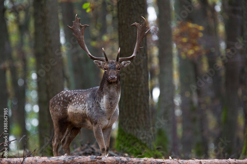 Fallow deer, Dama dama © Ivan