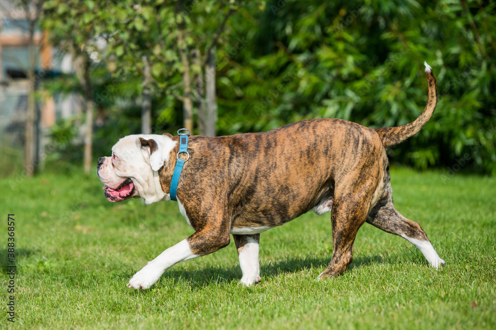 Brindle coat American Bulldog dog in move on grass Brindle coat American Bulldog dog in move on grass
