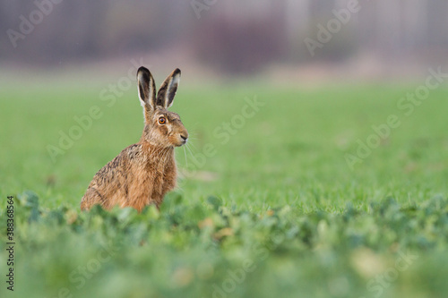 Lepus. Wild European Hare ( Lepus Europaeus ) Close-Up On Green Background. Wild Brown Hare With Yellow Eyes