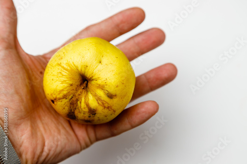 yellow eco-apple in a man's hand