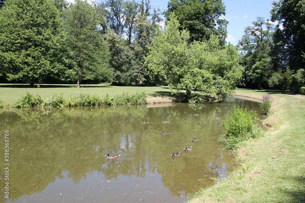 pond in the park pond in the park