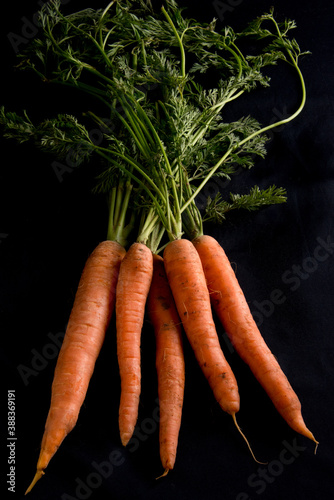 bunch of carrots on a black background