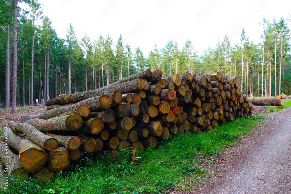 Freshly felled tree trunks ready for removal in the forest