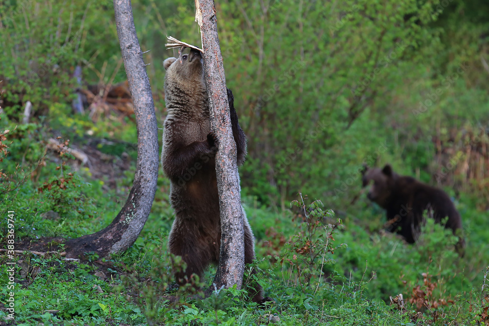 Fototapeta premium Brown bear in Vysoke Tatry mountains in Slovakia - Ursus arctos
