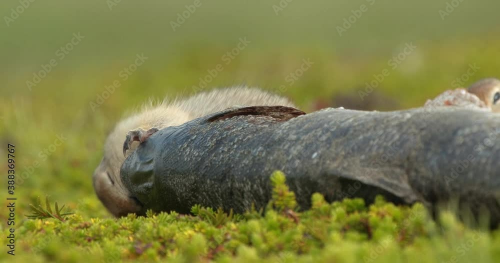 Arctic ground squirrels feeding on dead fish, Alaska, USA Arctic ground squirrels feeding on dead fish, Alaska, USA