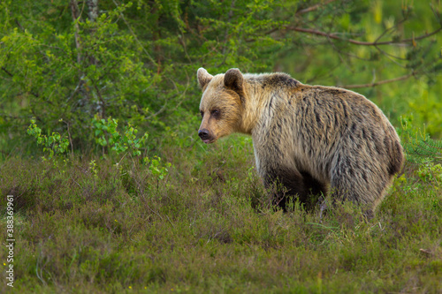 European Brown Bear (Ursus arctos arctos), Slovakia