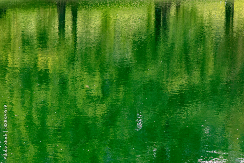 Abstract of Blurry Green Trees Reflected in a Pond Abstract of Blurry Green Trees Reflected in a Pond