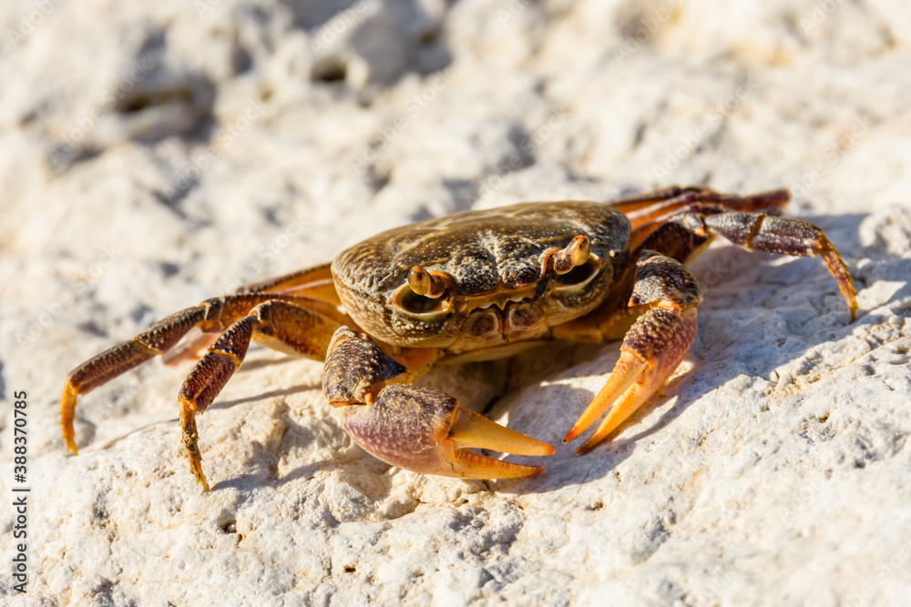 Freshwater river crab (Potamon ibericum) on the stone