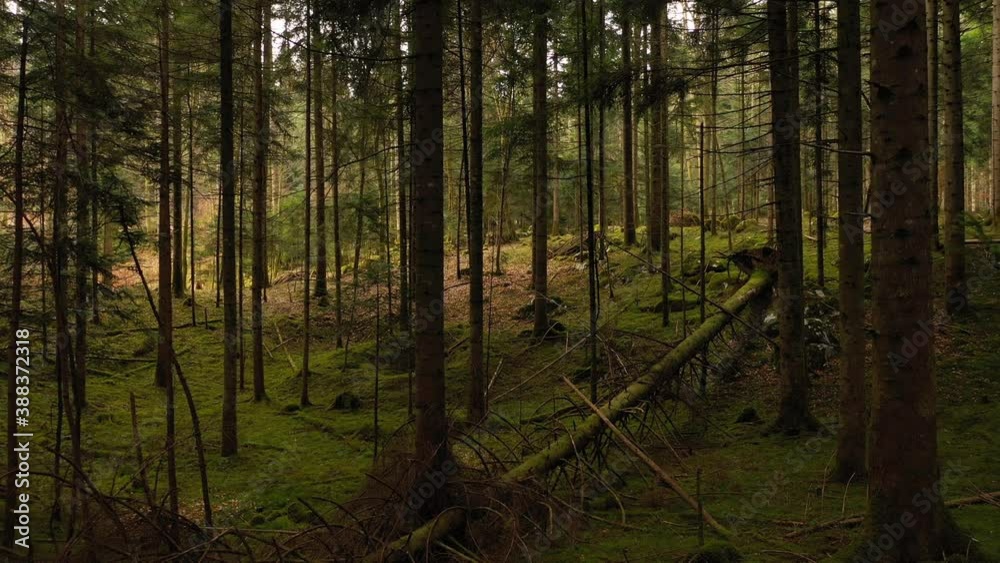 Old damaged mossy fallen tree in the forest landscape. Drone shot.