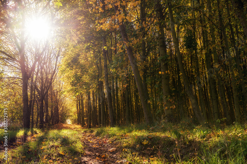 Wanderweg durch einen herbstlicher Wald bei tiefstehender Sonne © Ralf Geithe