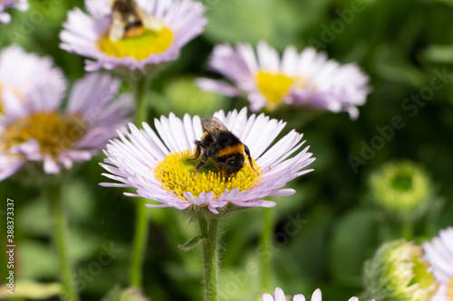 Purple seaside fleabane and bee in a garden during spring photo