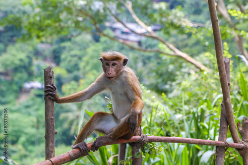 Macaque Monkey sitting on tree. Amusing monkeys. Wildlife on Shri Lanka.