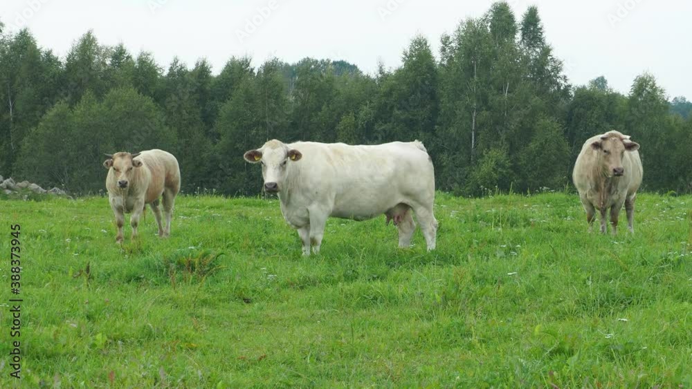 cows are grazing on green grass background of nature. Agriculture and farm concept, Meat and milk production. Herd of cows on the meadow. cows are grazing on green grass background of nature. Agriculture and farm concept, Meat and milk production. Herd of cows on the meadow.