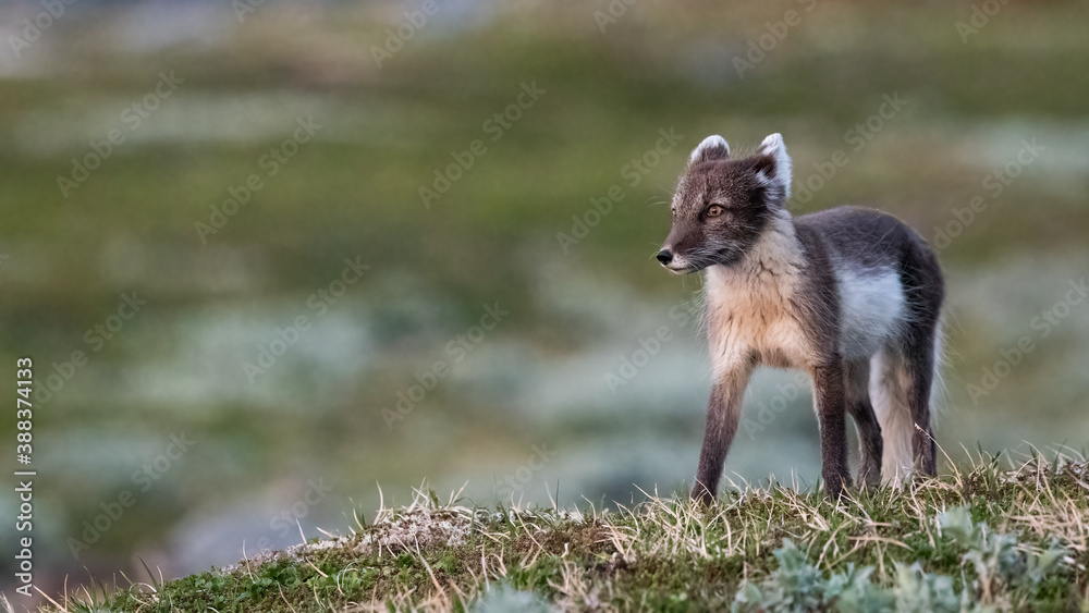 Fototapeta premium Arctic fox (vulpes lagopus) on green moss
