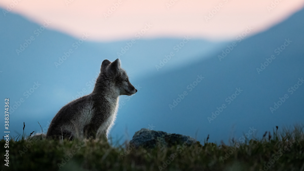 Fototapeta premium Arctic fox (vulpes lagopus) at dawn/sunrise