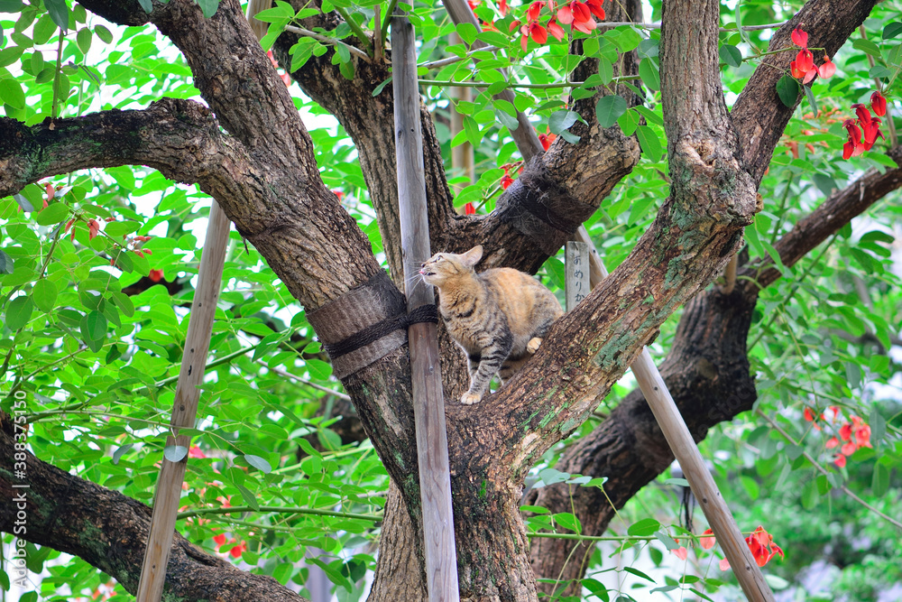 アメリカデイゴの木に上ったネコ