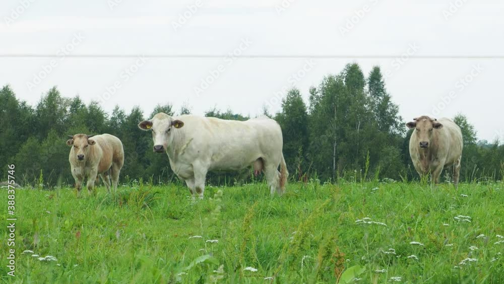 cows are grazing on green grass background of nature. Agriculture and farm concept, Meat and milk production. Herd of cows on the meadow.