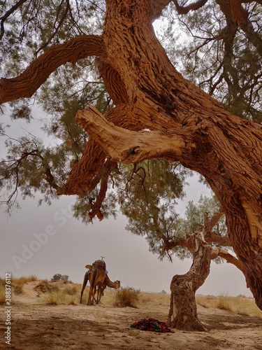 Kamel in der Wüste bei einem Baum in Marokko