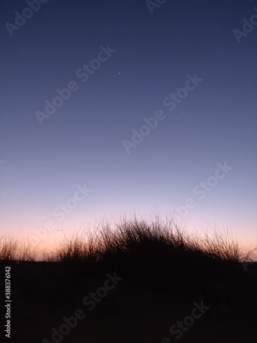 Grass im Abendrot