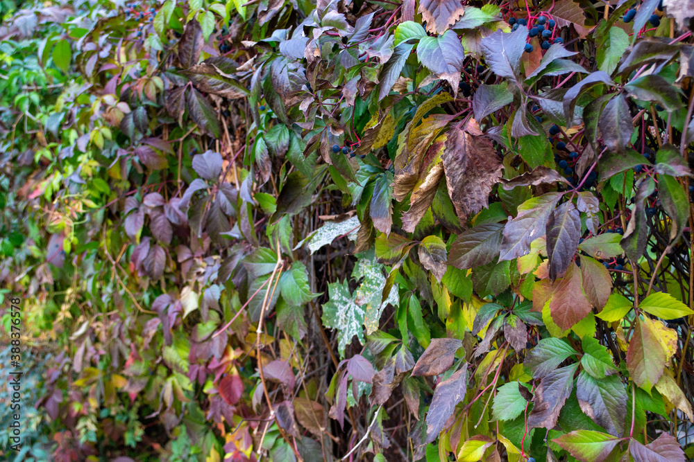 Beautiful fence made of autumn leaves