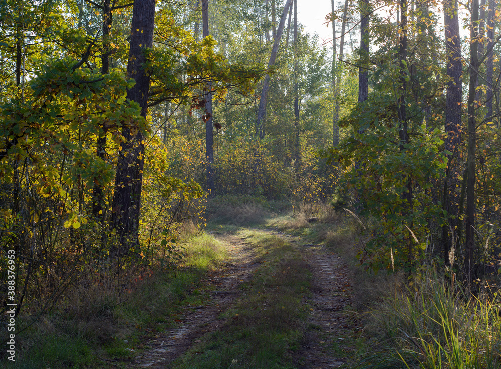 Obraz premium Path in autumn forest. Forest road