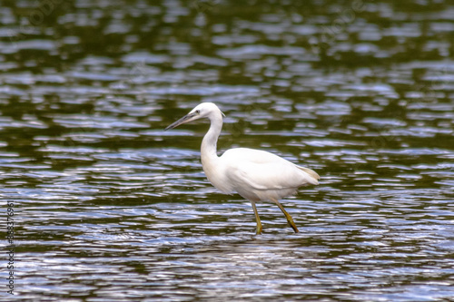 Little Egret on Harthill reservoir