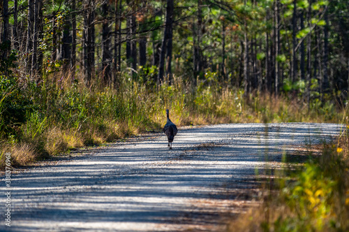 Fototapeta Naklejka Na Ścianę i Meble -  Turkey Walking down Gravel Road in Woods