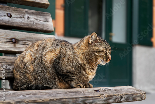 Fototapeta Naklejka Na Ścianę i Meble -  A cat asleep on a bench