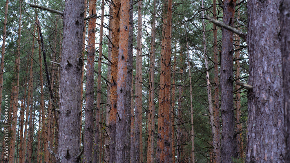Fototapeta premium Autumn forest landscape with pines and birches