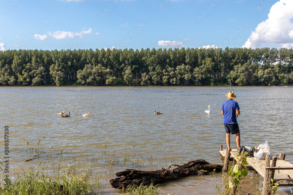 Senior man fishing with a fishing rod on the Danube river. Old man is accompanied by swans.
