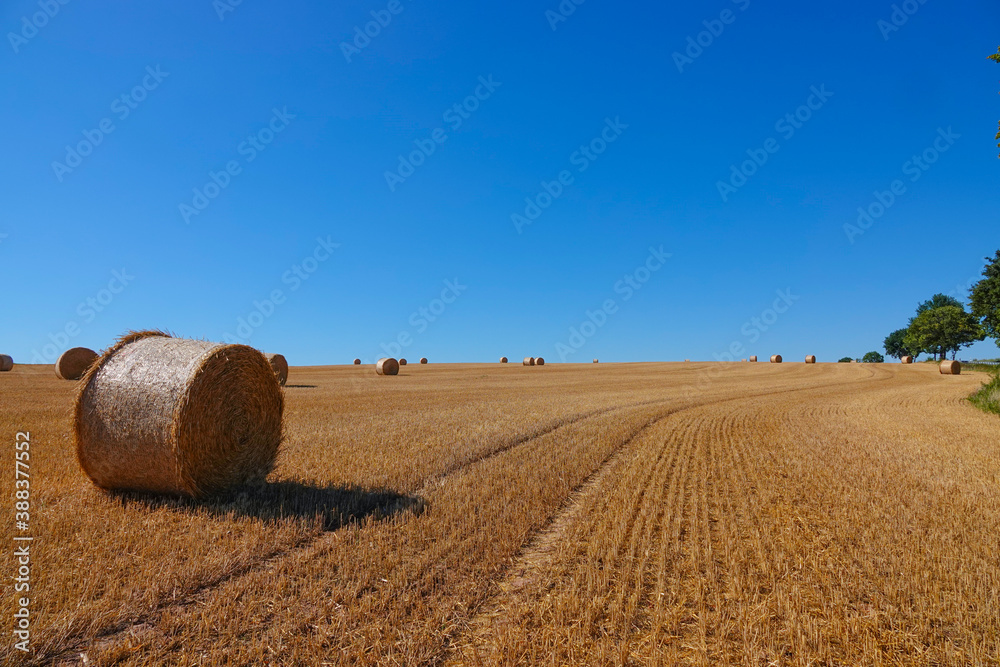 An agricultural field on which are laid out straw haystacks after the harvest of cereals