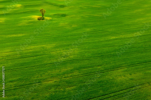 The concept of clean ecology. Lonely beautiful tree in a green field.