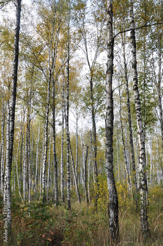 birch forest in the autumn