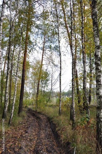 path in the birch forest