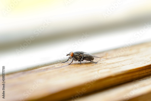 Macro portrait of adorable housefly