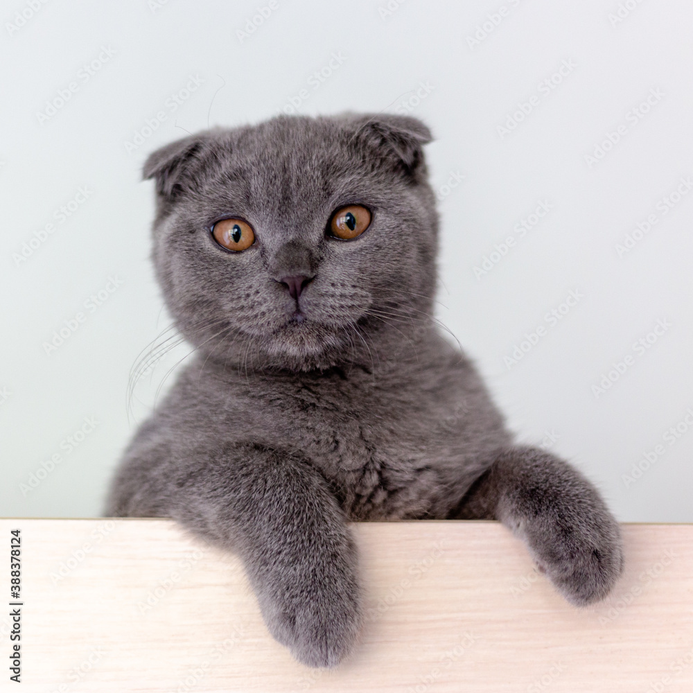 Scottish fold gray cat with fluffy paws