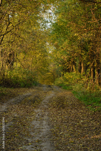 Path in autumn forest. Forest road