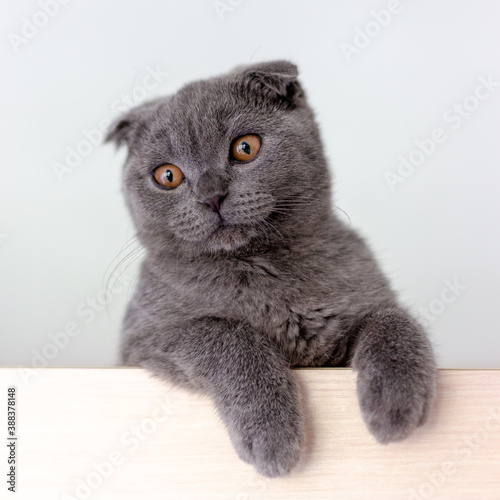 Scottish fold gray cat with fluffy paws