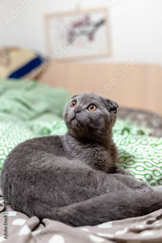 Scottish fold gray cat lies on the bed