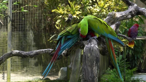 Two great green macaw parrots (Buffon's macaw) are in the Bali Bird Park. One of them cleans another's feathers. 