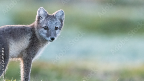 Arctic fox (vulpes lagopus) with green moss background blurr