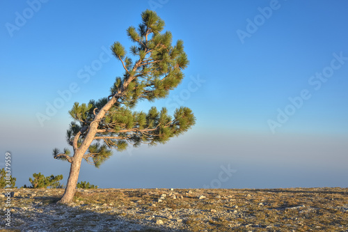 lonely pine tree rock, tree mountain, pine on the cliff