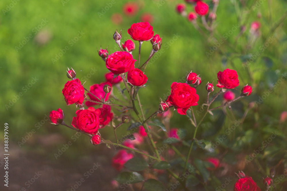 Blooming tiny red roses. Shrub me on a green background. Blooming tiny red roses. Shrub me on a green background.