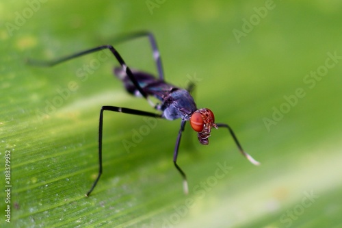 ant on leaf © cyntia