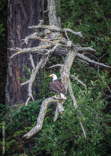 Eagle in the Wild © micah