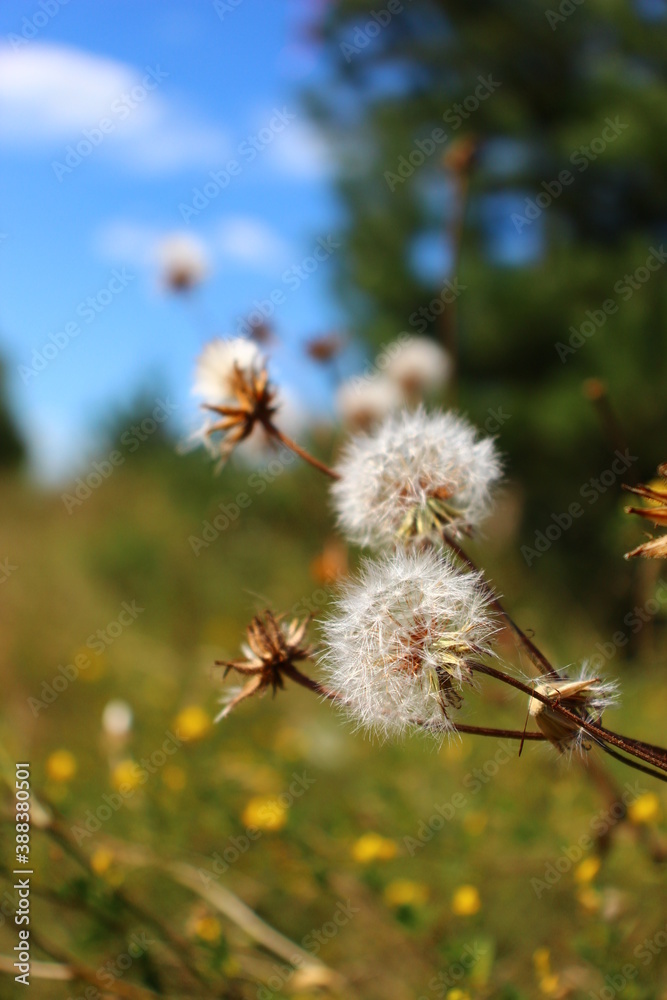 dandelions dandelions